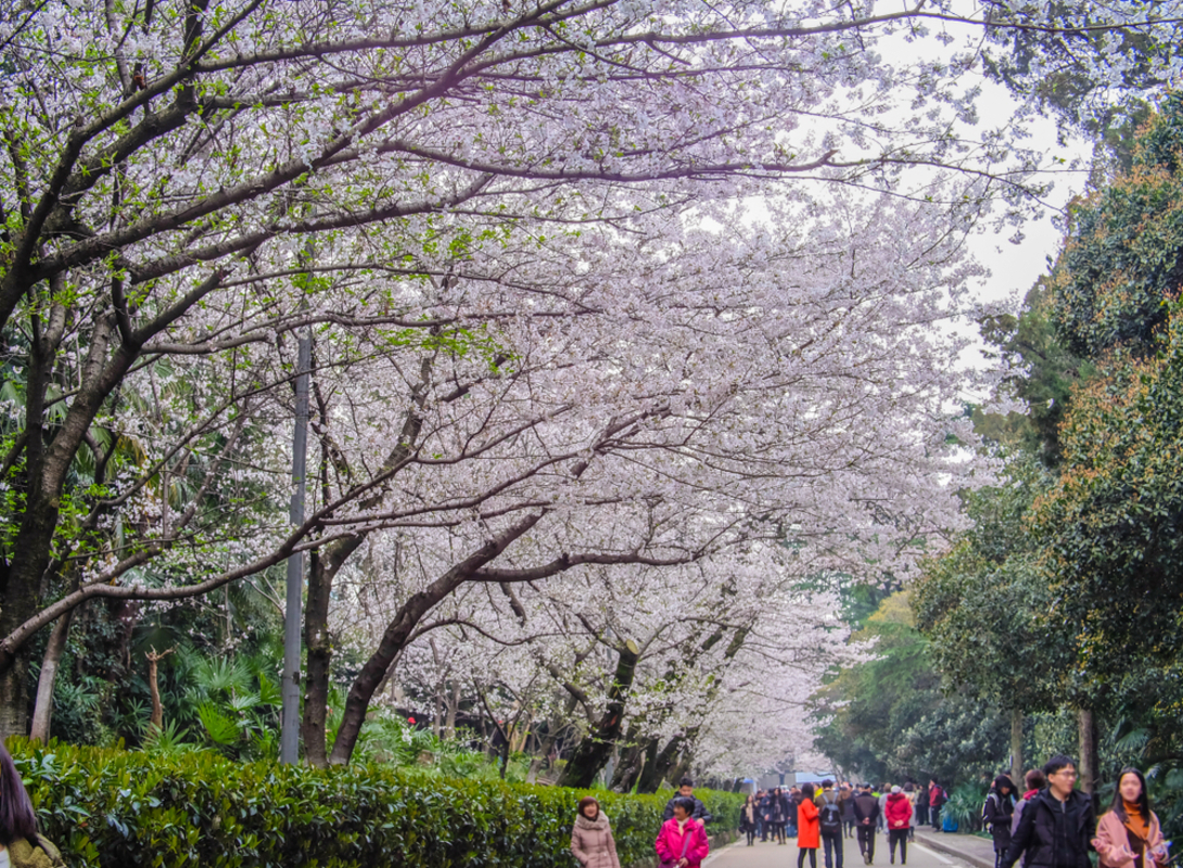 大学の桜並木