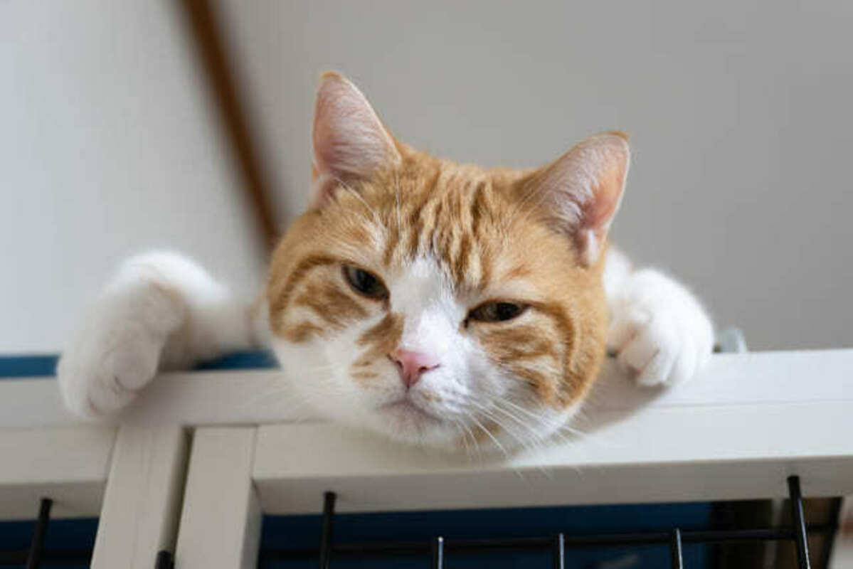 ケージの上の猫