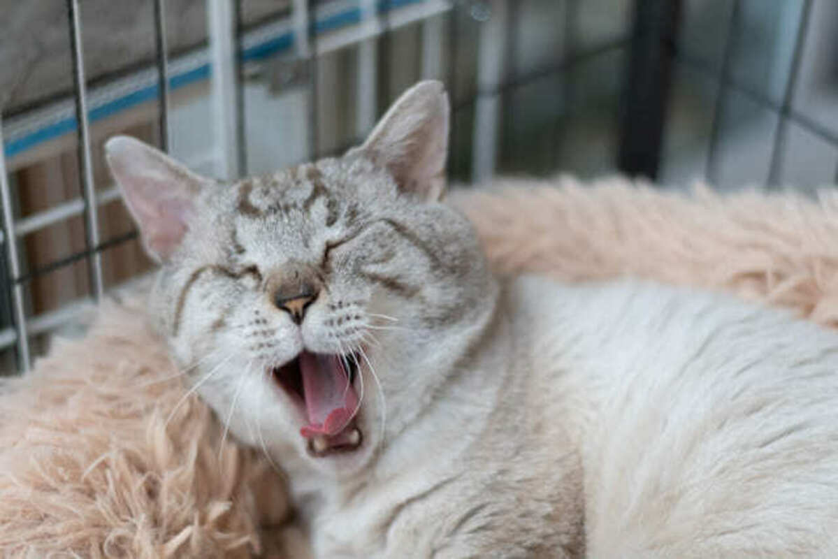 欠伸をする猫