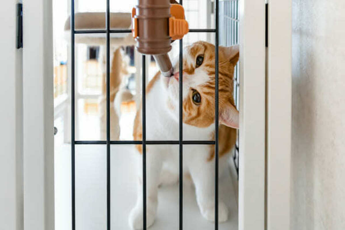 水を飲む猫