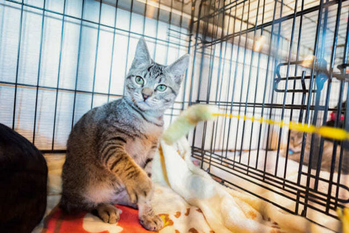 猫じゃらしで遊ぶ猫