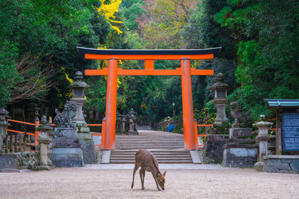 とっておきの御朱印帳を手に、神社仏閣巡りへ。使い方&おすすめデザインをご紹介