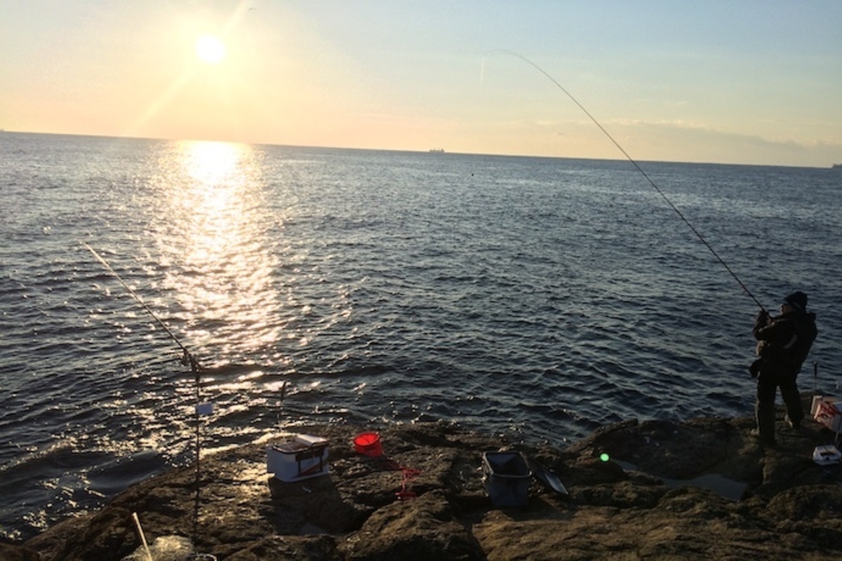秋に釣れる魚とは?9月・10月・11月に狙える魚種