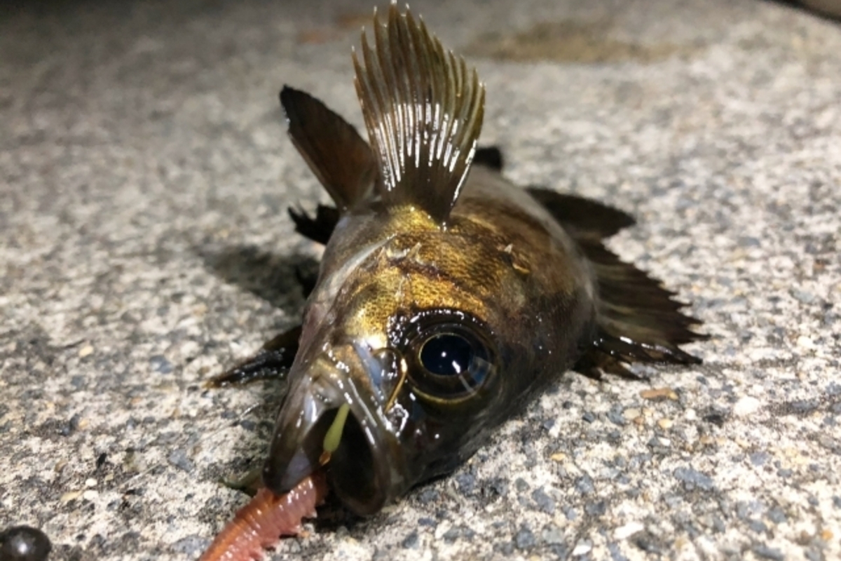 メバリングに適した時期とは?メバル釣りの一番釣果が期待できる季節と月を紹介