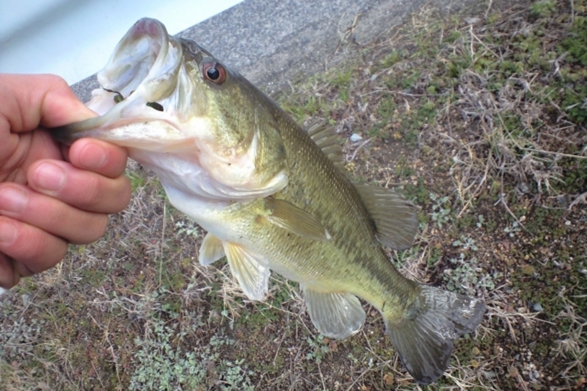 10月のバス釣りを攻略しよう!釣果あげるポイントは巻き物?