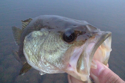 バス釣り初心者の入門ガイド！ブラックバスを釣りたい人は必見