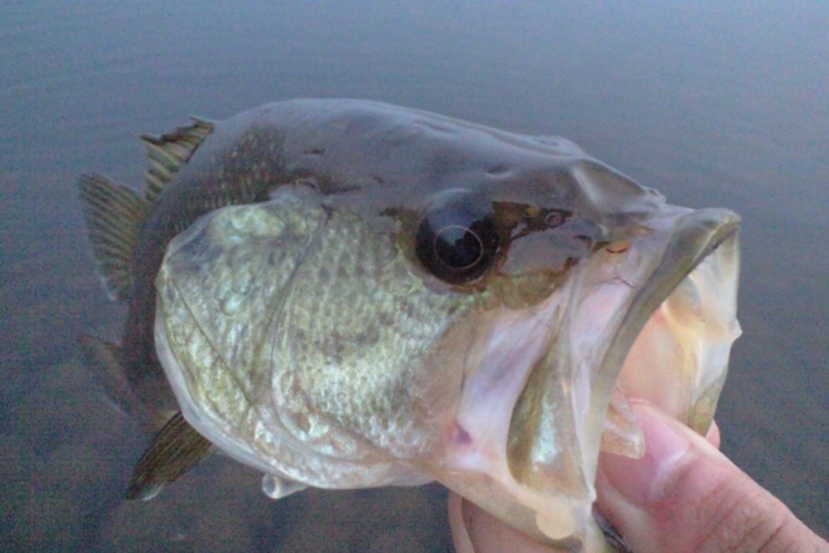 バス釣り初心者の入門ガイド!ブラックバスを釣りたい人は必見