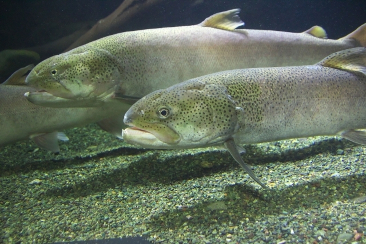 北海道でイトウを釣りたい!気になる釣り場と釣り方とは?