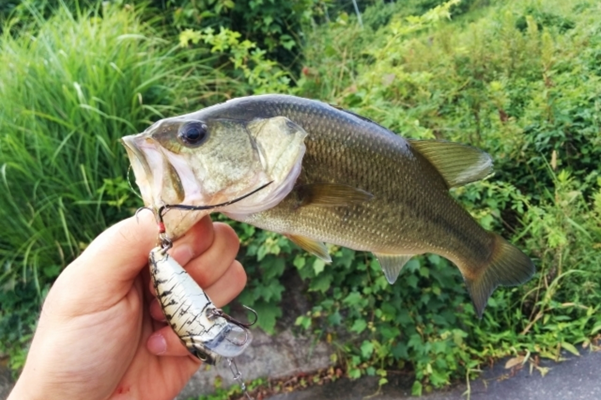 秋のバス釣りの攻略しよう!秋はベイトフィッシュが重要?