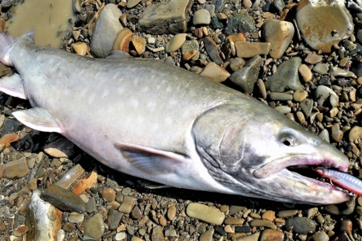 網走川のおすすめ釣りポイントとは?トラウト釣りを楽しもう