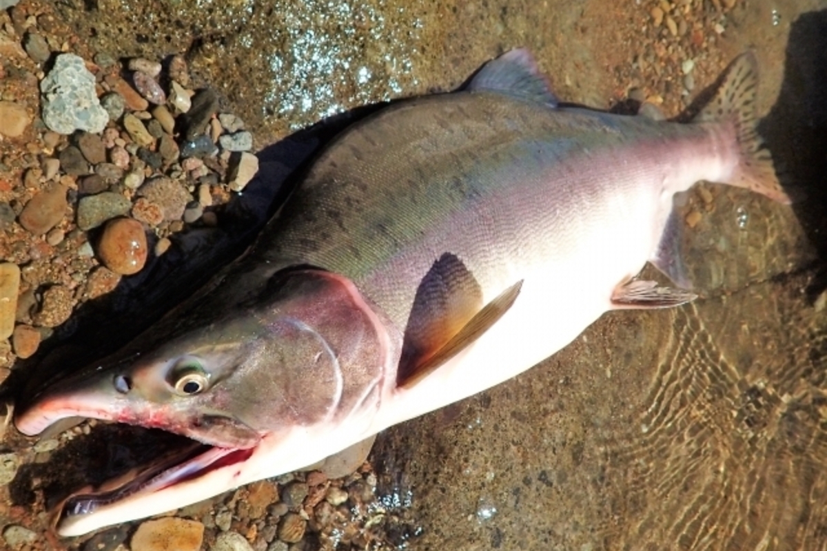 カラフトマスをルアーで釣りたい!初心者が気になる仕掛けと狙い方とは?