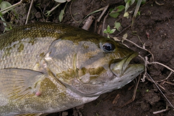 2月のバス釣りを攻略しよう 釣果あげるポイントはリアクションバイト Activel