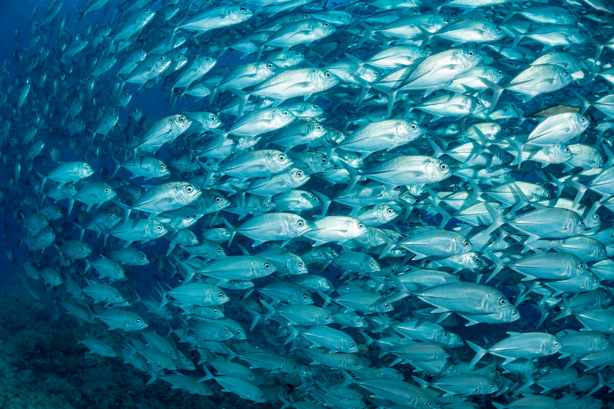 春に釣れる魚とは?3月・4月・5月はスズキを狙おう