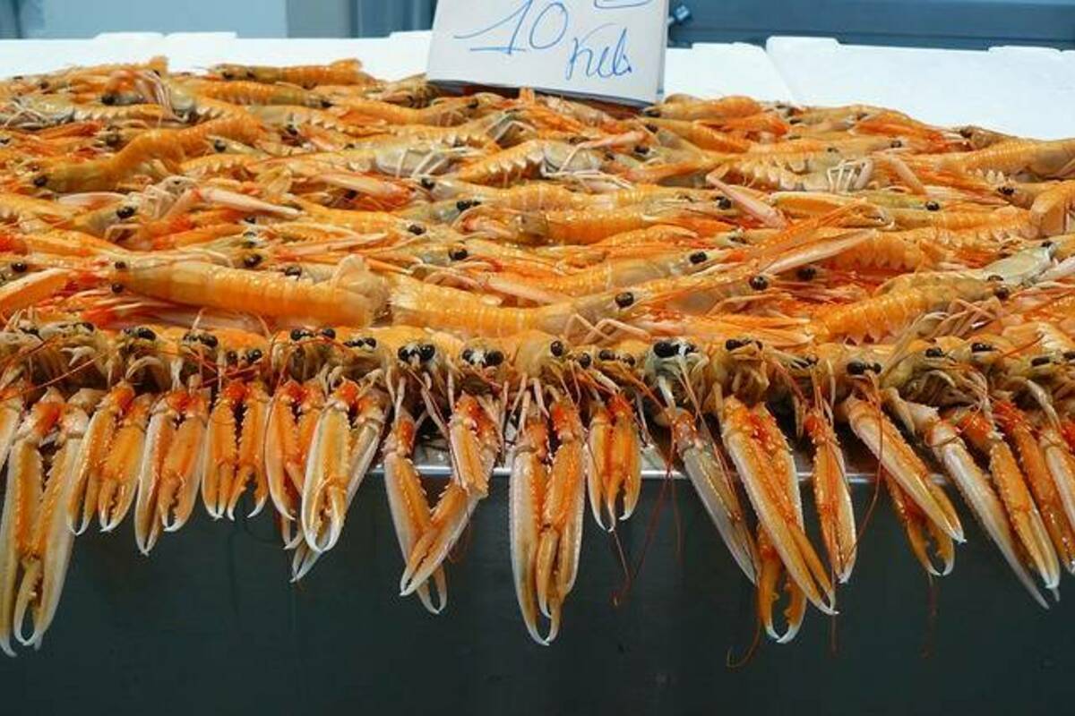 テナガエビの釣り方とは?仕掛けや釣り場のポイントガイド!