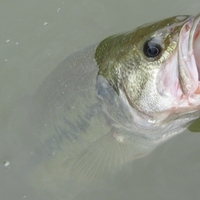 柴山沼のバス釣りポイント10選 おかっぱり ボートから狙おう 釣り場情報 Activel