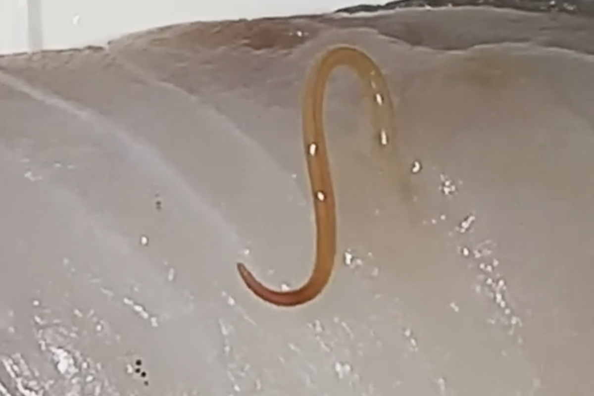 アニサキスとは?魚の刺身などによくいる寄生虫7種と対策方法とは?