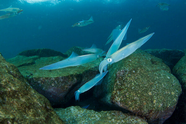 ヤリイカの釣れる時期は冬 おすすめの時間帯と釣れる場所 条件とは Activel