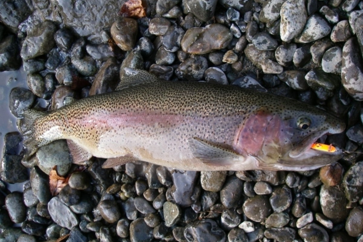 北海道でニジマスが釣りたい!釣果が期待できる釣り方とポイント3選