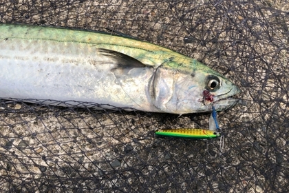 ショアジギングに適した時期とは ベストシーズンと釣れる魚を紹介 Activel