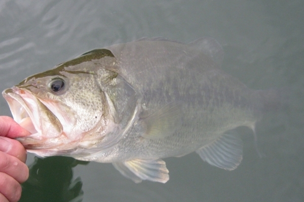 群馬のバス釣りガイド 吉井野池 利根川などのポイント8選 Activel