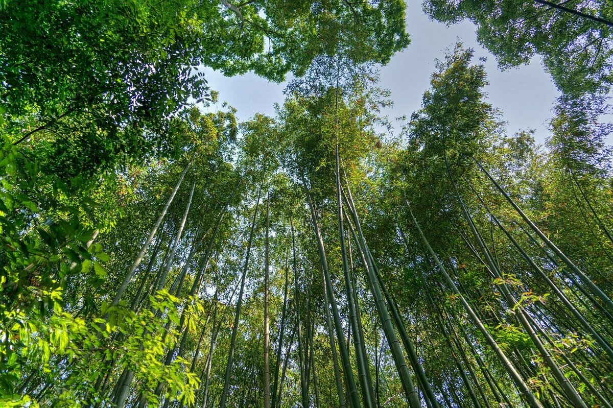 京都の竹林