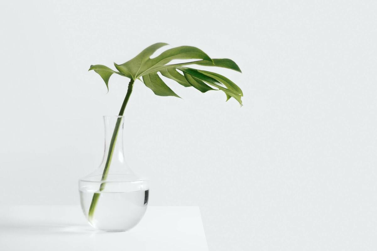草