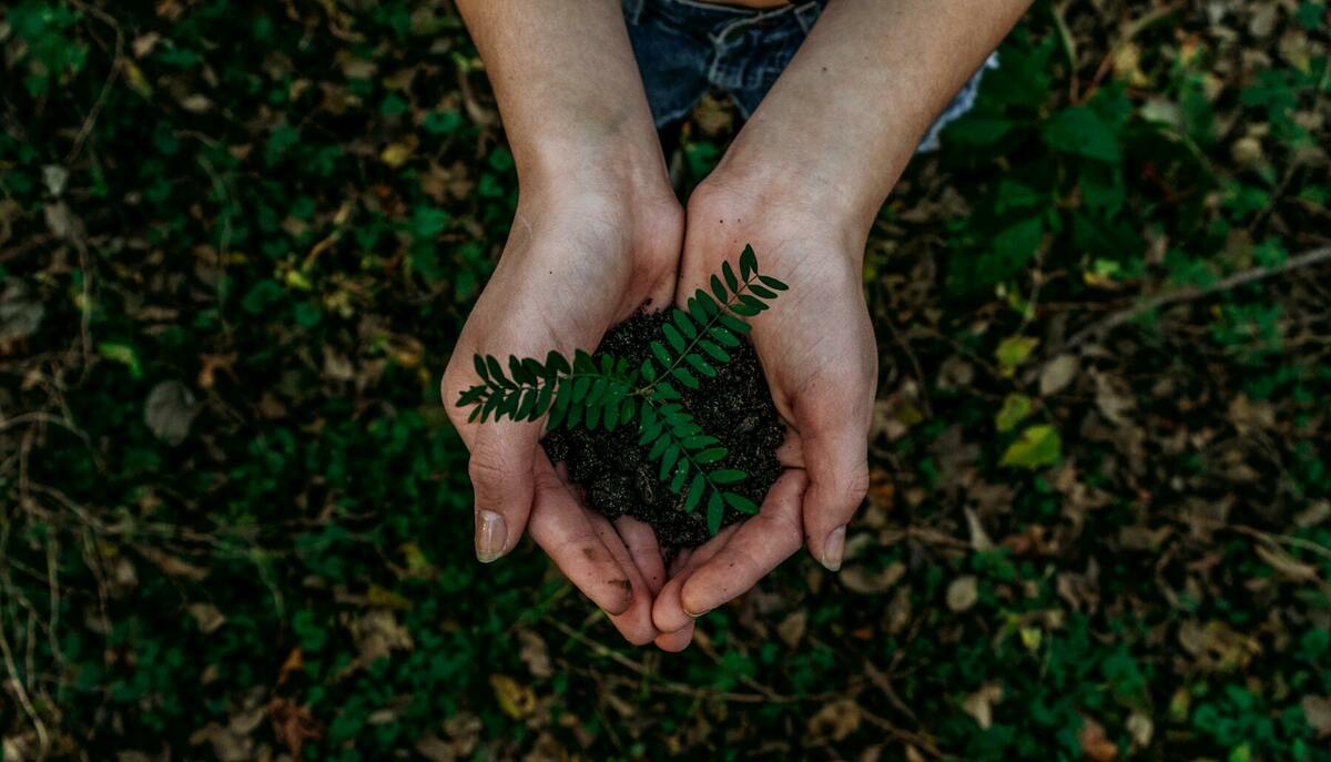 植物