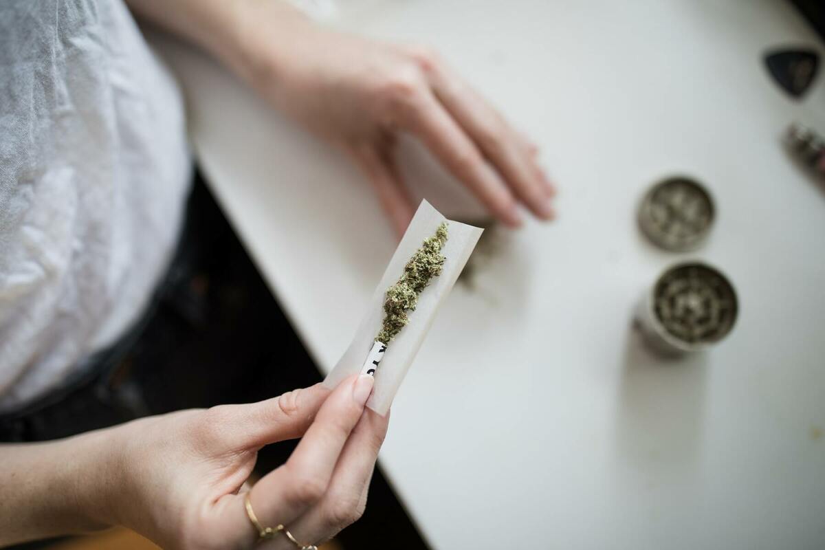 大麻草
