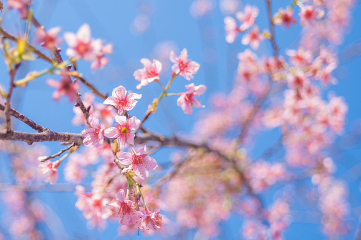 春の桜
