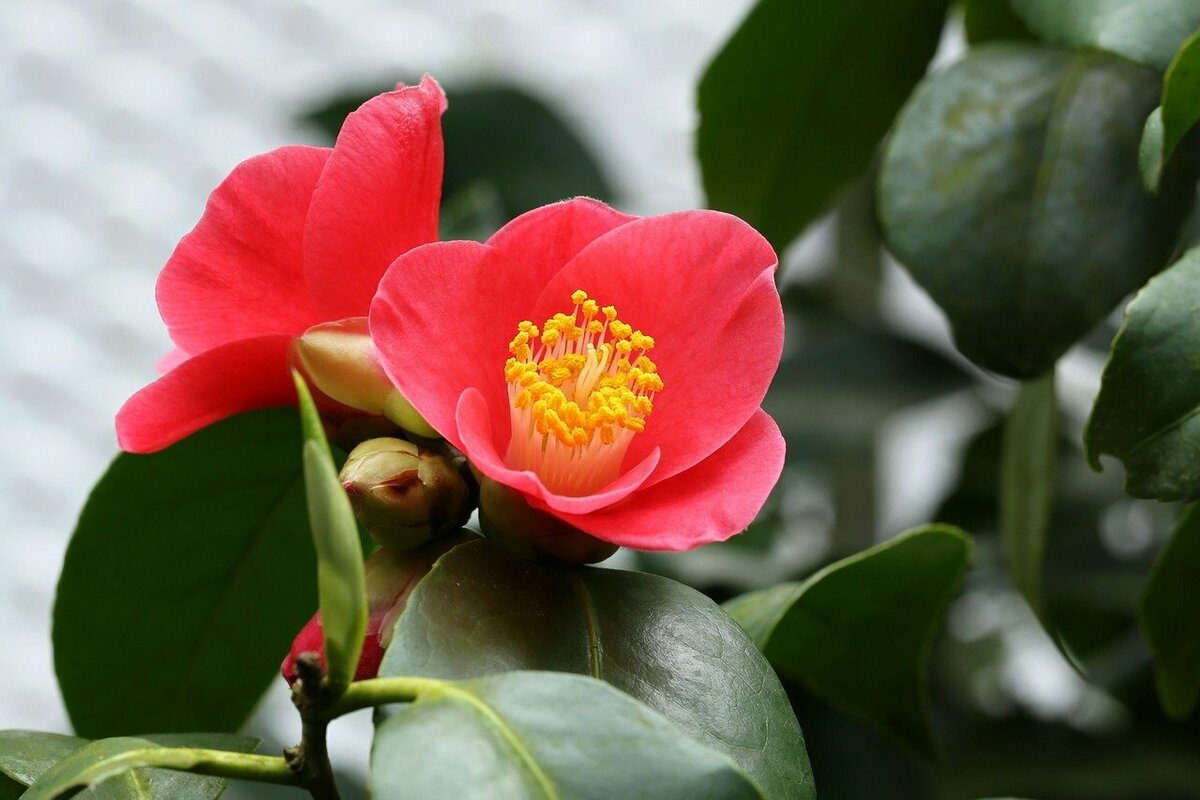 椿の花