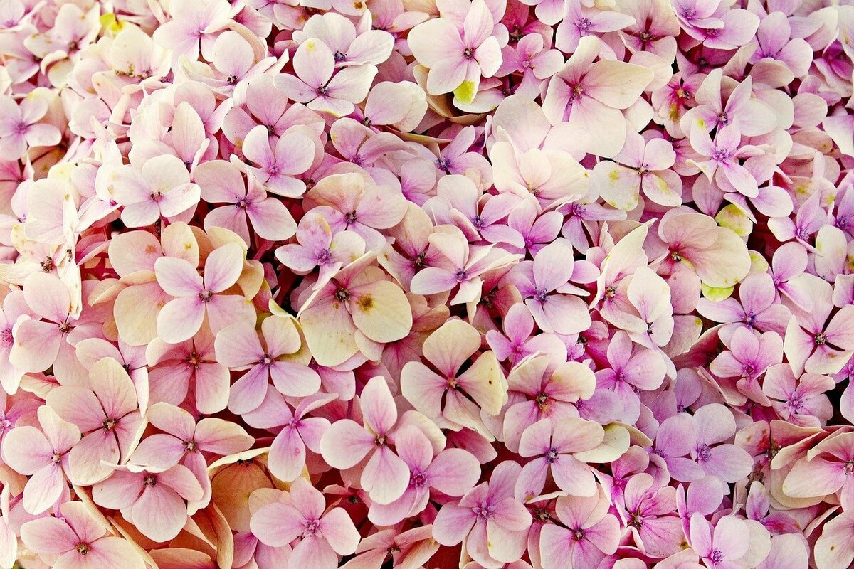 紫陽花