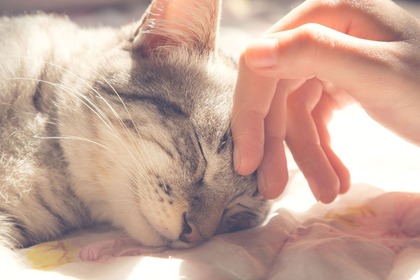 【ペット】納骨せずに遺骨を自宅に置くのはよくない？注意点や手元供養の方法を紹介