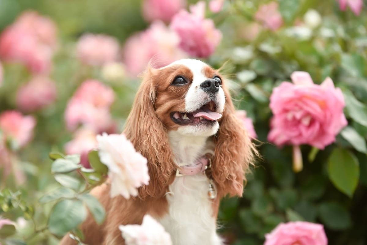 ペットが死んだらどうすべき？亡くなった直後の対応や火葬までに準備することを解説