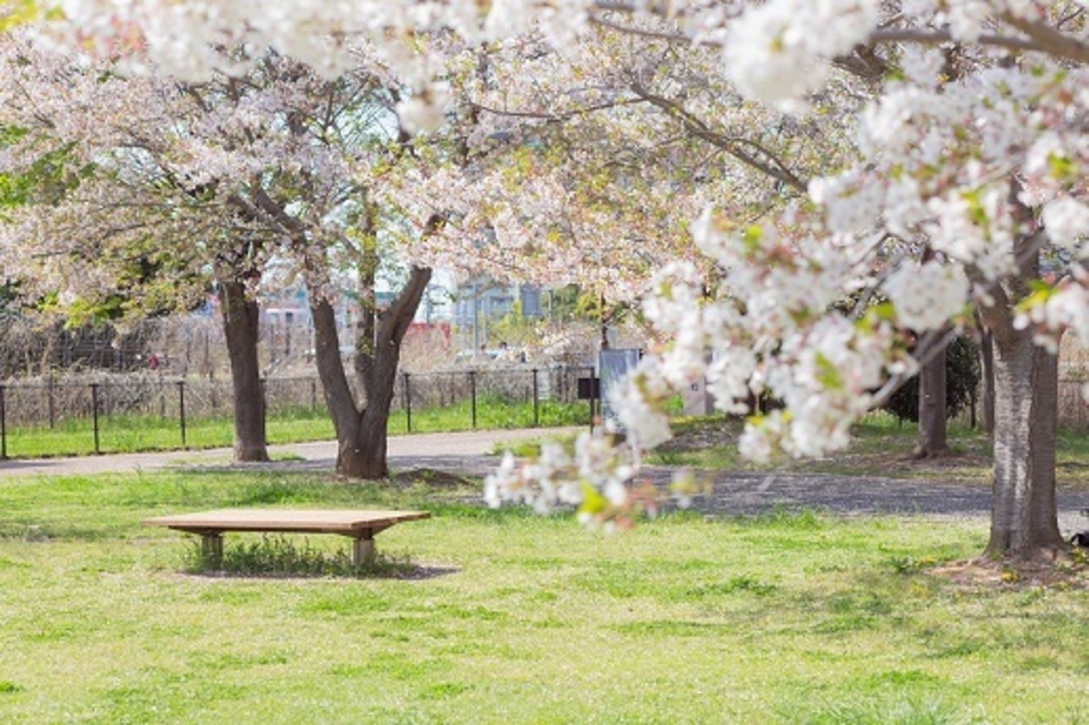 桜の咲く日本の公園にあるベンチ　イメージ
