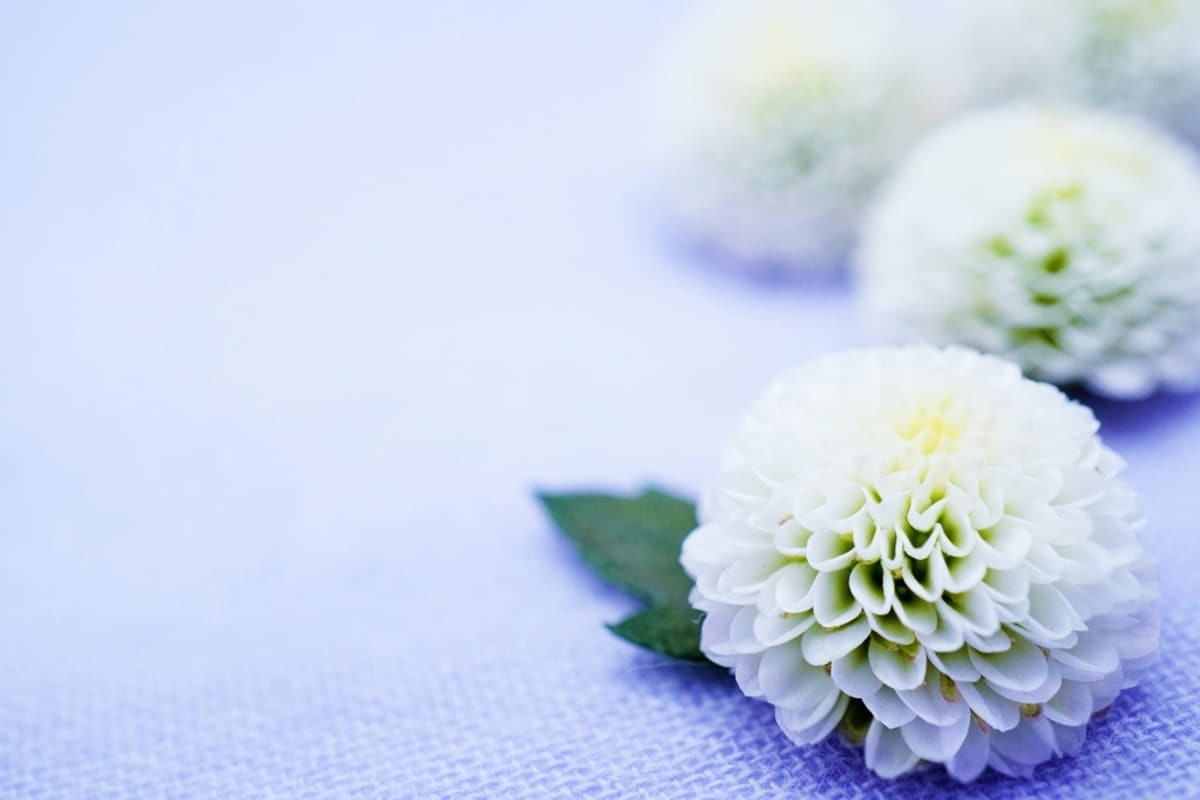 初七日までしてはいけないことって？そもそもの意味や過ごし方を解説