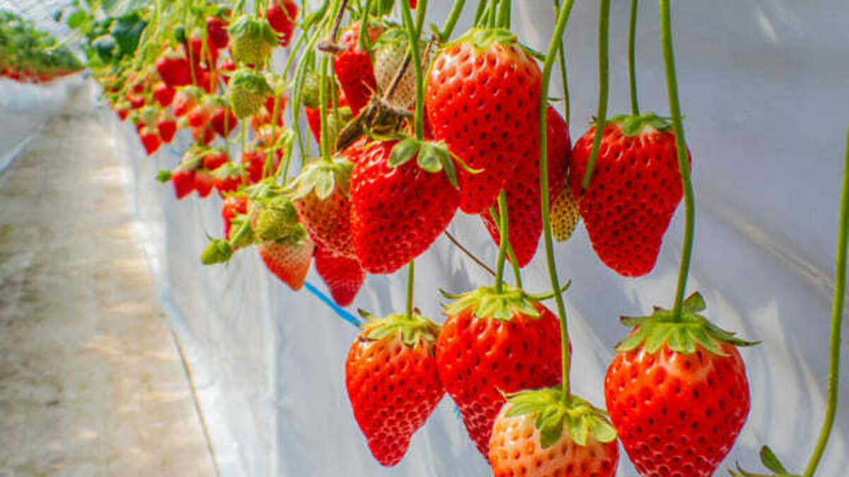 ビニールハウスのいちご