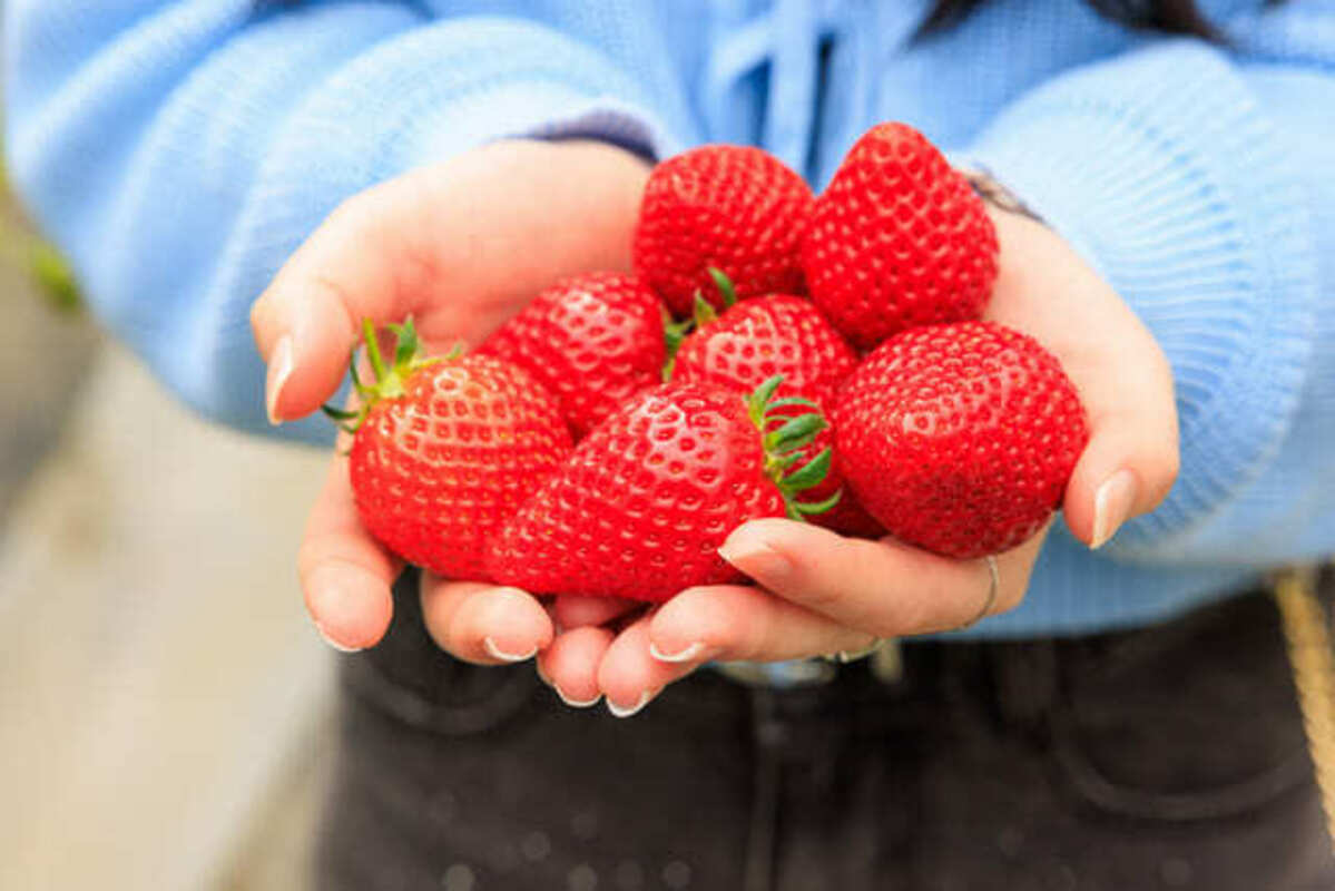 収穫したいちご