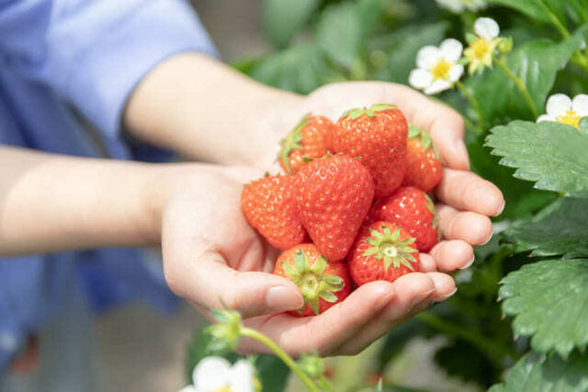 いちご狩りを楽しむ人