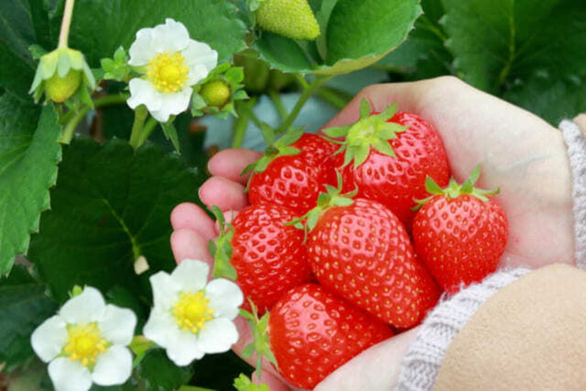 いちごの花といちご