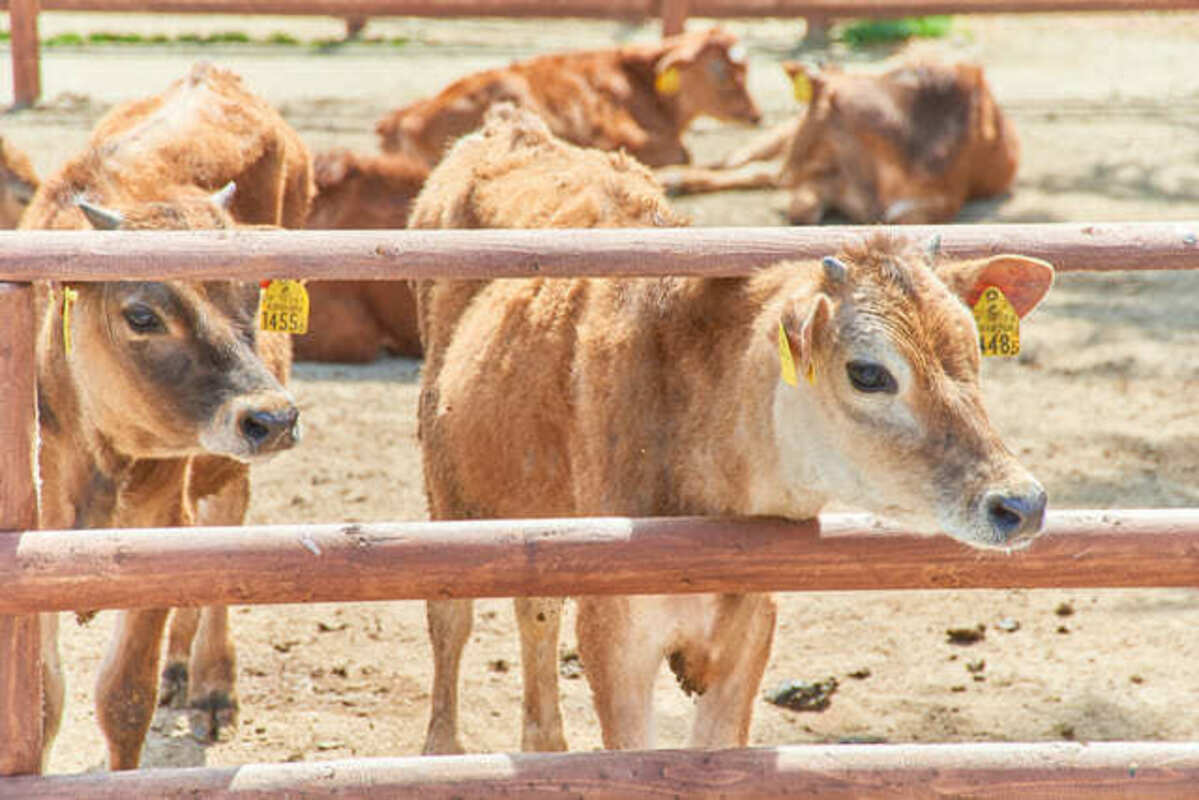 那須高原 りんどう湖ファミリー牧場