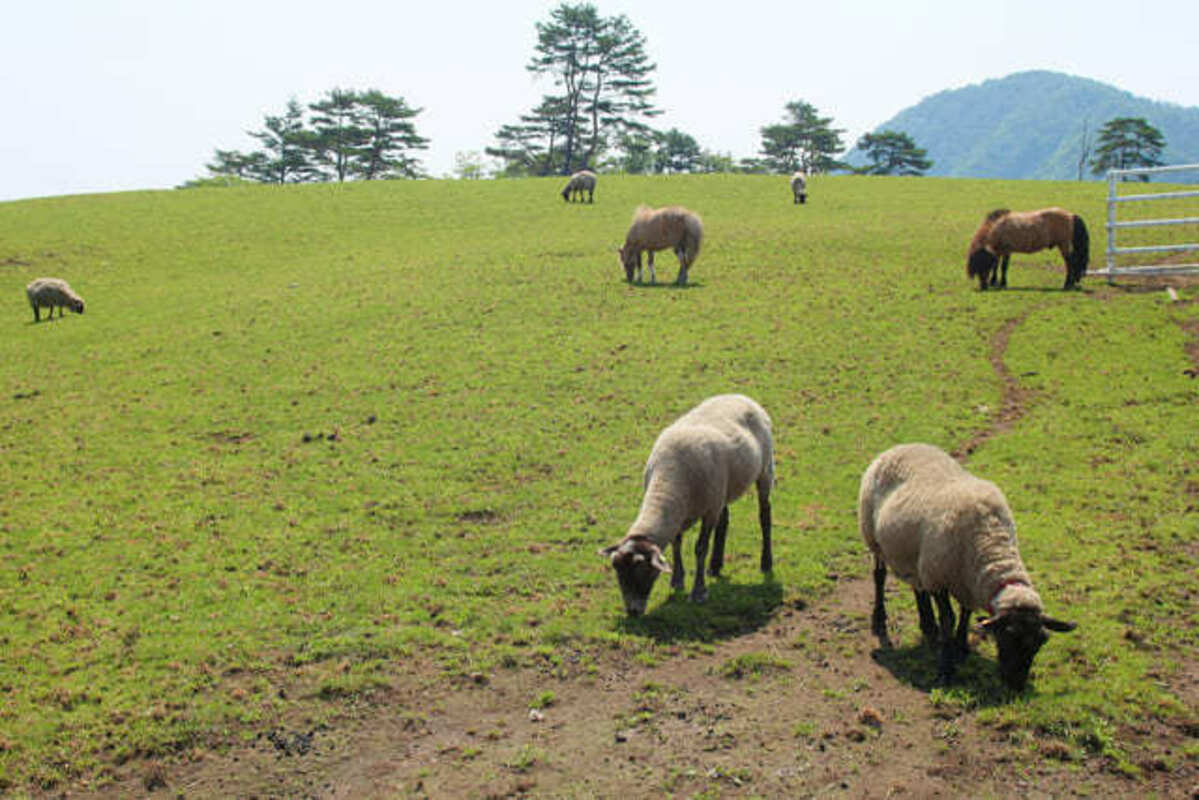 日光霧降高原 大笹牧場