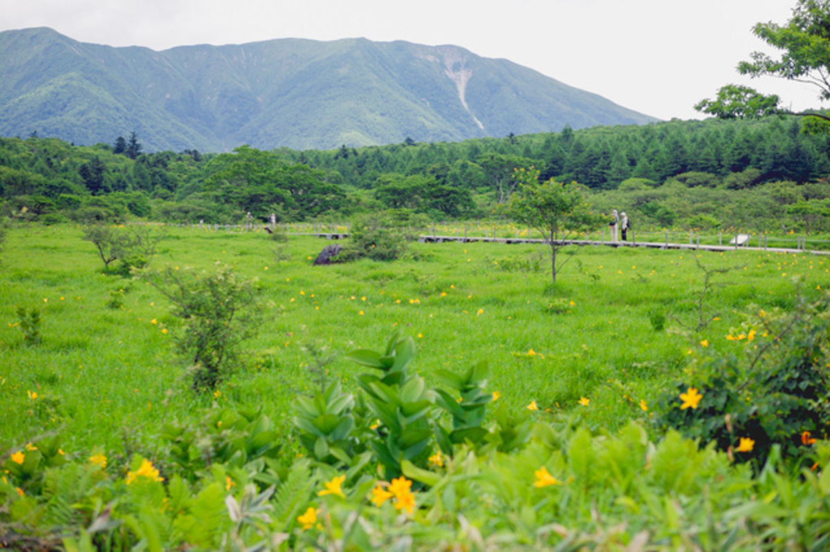 沼ッ原湿原