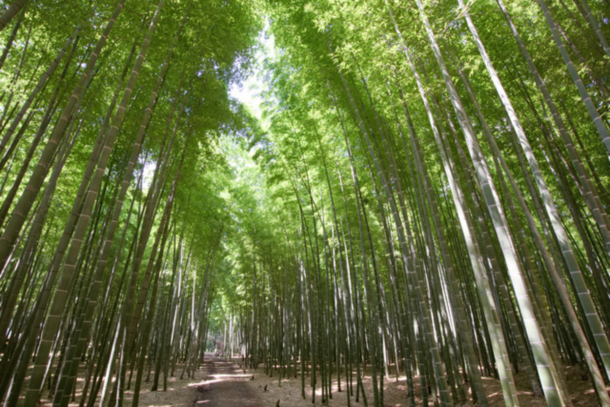 竹林