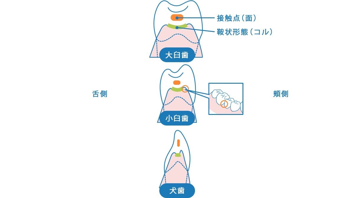 歯と歯の間の面積比較