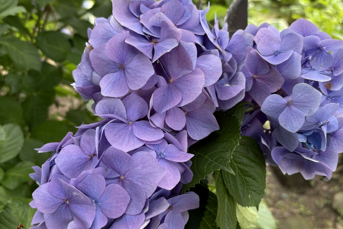 紫陽花