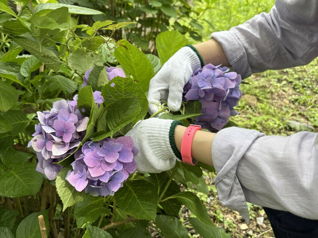 紫陽花